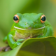 Illustration for article titled So Sexy! These 6 Frogs Don’t Even Have To Be Princes In Disguise To Get A Little Tongue Action From Us